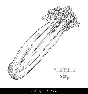 Celery isolated on white background. Vector illustration in sketch style. Stock Vector