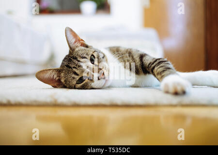 Cat relaxing on carpet at home Stock Photo