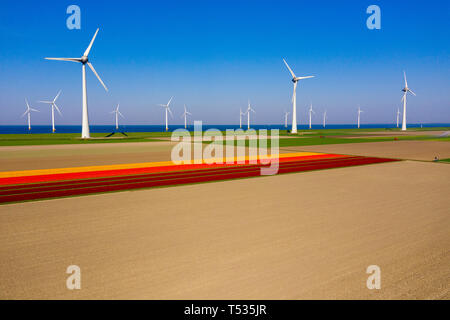 Typical Dutch landscape with wind turbines in water with red / purple tulip field on the foreground Stock Photo