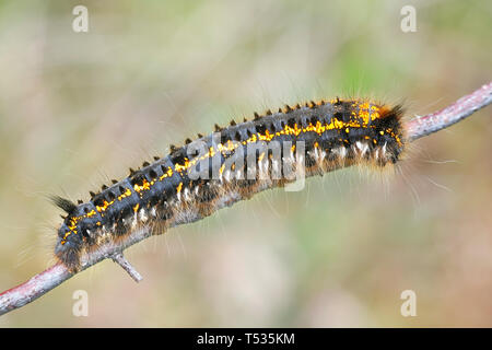 Euthrix potatoria, the drinker, a moth caterpillar of the family Lasiocampidae Stock Photo