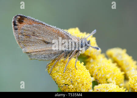 Thymelicus lineola, known as the Essex skipper butterfly, resting on Tansy, Tanacetum vulgare Stock Photo