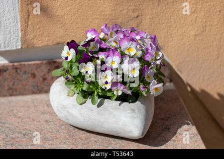 beautiful pansy summer flowers in flowerpots in garden. Stock Photo