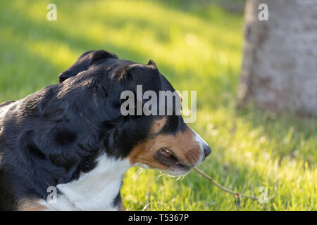 Side view of a white tricolor Appenzeller mounatin dog purpurebred dog with black head Stock Photo