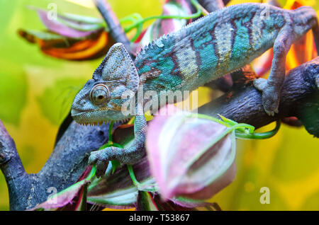 Chameleon sits on a tree branch and adapts to a multi-colored environment. Reptile, lizard. Stock Photo