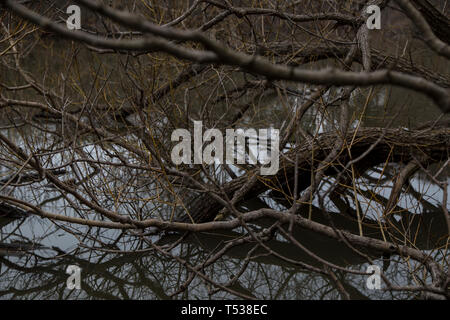 dead trees in toronto ontario canada high park pond river cloudy day with live ducks spring time gloomy day boring evening Stock Photo