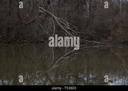 dead trees in toronto ontario canada high park pond river cloudy day with live ducks spring time gloomy day boring evening Stock Photo