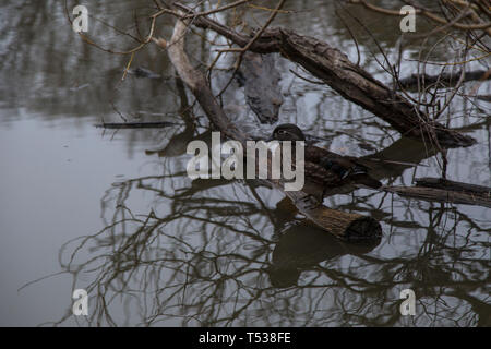 dead trees in toronto ontario canada high park pond river cloudy day with live ducks spring time gloomy day boring evening Stock Photo