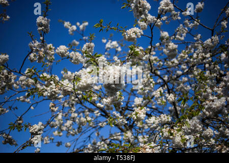 Blossom on trees in Heelands, Milton Keynes Stock Photo
