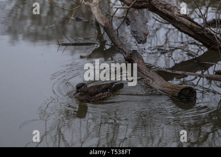 dead trees in toronto ontario canada high park pond river cloudy day with live ducks spring time gloomy day boring evening Stock Photo