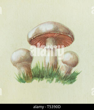 Champignon mushroom (Agaricus bisporus), also known as the portobello mushroom depicted in the colour illustration in the Book of Tasty and Healthy Food published in the Soviet Union (1953). Stock Photo