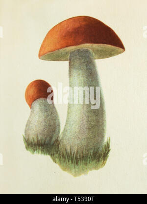 Red-capped scaber mushroom (Leccinum aurantiacum), also known as the orange-caped bolete depicted in the colour illustration in the Book of Tasty and Healthy Food published in the Soviet Union (1953). Stock Photo