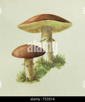 Slippery jack mushroom (Suillus luteus), also known as the sticky bun mushroom depicted in the colour illustration in the Book of Tasty and Healthy Food published in the Soviet Union (1953). Stock Photo