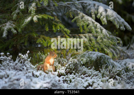 Red squirrel (Sciurus vulgaris) in snow. Black Isle, Scotland, UK. January 2016 Stock Photo