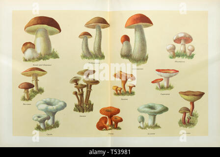 Various types of edible mushrooms depicted in the colour illustration in the Book of Tasty and Healthy Food published in the Soviet Union (1953). Mushrooms left to right and top to bottom from left to right and top to bottom: Bolete mushroom (Boletus edulis), rough-stemmed bolete (Leccinum scabrum), red-capped scaber (Leccinum aurantiacum), champignon mushroom (Agaricus bisporus), slippery jack (Suillus luteus), honey fungus (Armillaria mellea), golden chanterelle (Cantharellus cibarius), russula mushroom, milk mushroom (Lactarius resimus), saffron milk cap (Lactarius deliciosus), downy milk c Stock Photo