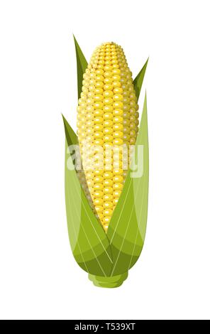 Corncobs with yellow corns and green leaves. Ripe corn vegetables isolated on white background. Organic healthy food. Vegetarian nutrition. Vector ill Stock Vector