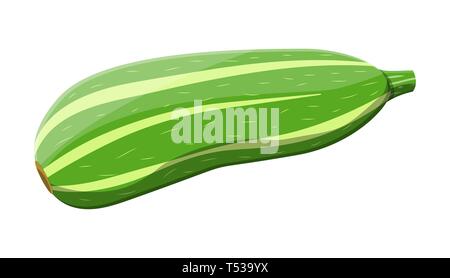 Green zucchini vegetable. Squash isolated on white. Fresh marrow or oblong, marrow courgette. Organic healthy food. Vegetarian nutrition. Vector illus Stock Vector