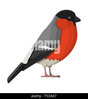 Bullfinch winter bird isolated on white background. Happy new year decoration. Merry christmas holiday. New year and xmas celebration. Vector illustra Stock Vector