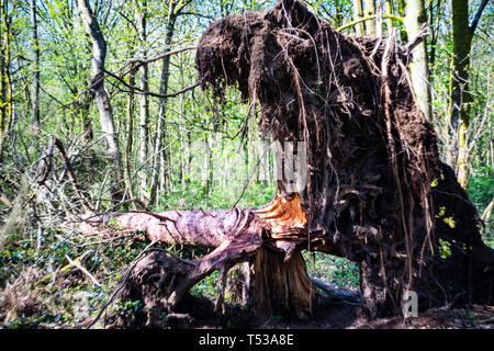 Fallen tree in a forest showing roots and soil Stock Photo