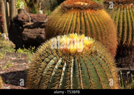 yellow flowers of the Ferocactus glaucescens, barrel cactus Stock Photo