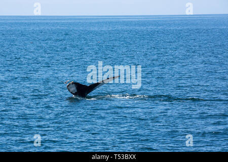 Whale tail out of the water after breach Stock Photo - Alamy