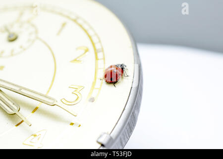 Ladybug on an old clock surface., image Stock Photo