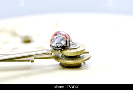 Ladybug on an old clock surface., time concept Stock Photo