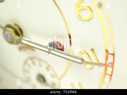 Ladybug on an old clock surface., time concept Stock Photo
