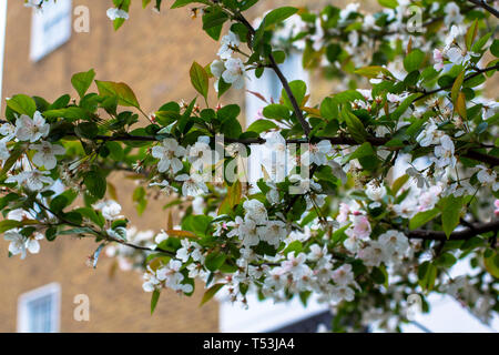 Flowering cherry closeup. On the blurred background a brick house with windows. Street photography in London. Stock Photo