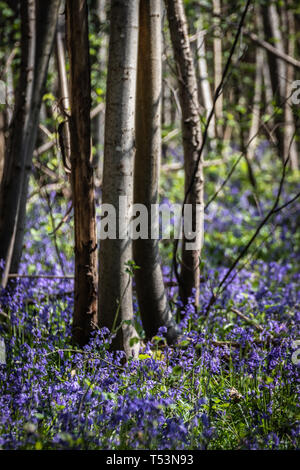Bluebells on the forest floor Stock Photo