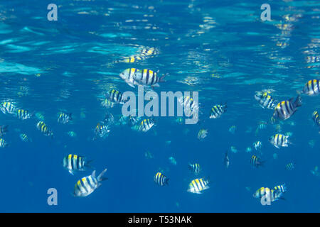 School of Indo-Pacific Sergeant, Abudefduf vaigiensis fish in south Pacific ocean Stock Photo
