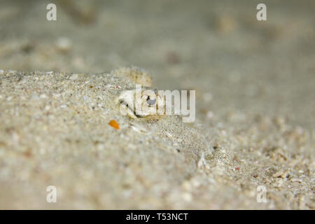 Bothus ocellatus flat, left eyed Flounder camouflaged in sand shows two eyes only Stock Photo
