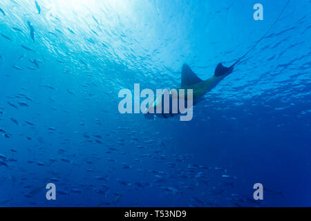 Manta ray, Mobula alfredi, dives through a school of fish in clear blue waters Stock Photo