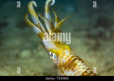 Closeup of curled tentacles of  brown and yellow striped, Bigfin reef squid, Sepioteuthis lessoniana swimming on reef Stock Photo