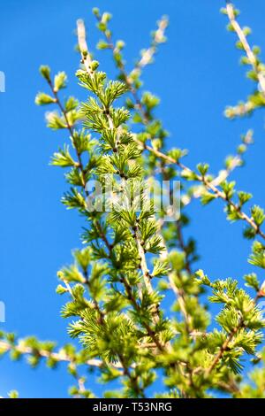 Bright green fluffy branches of a Larix decidua Pendula tree. Larch in spring. Stock Photo