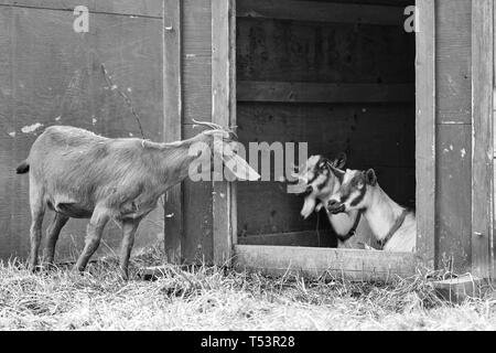 AnAnglo-Nubian goat peeks over at two Toggenburg goats (Capra aegagrus hircus) who appear to be surprised Stock Photo