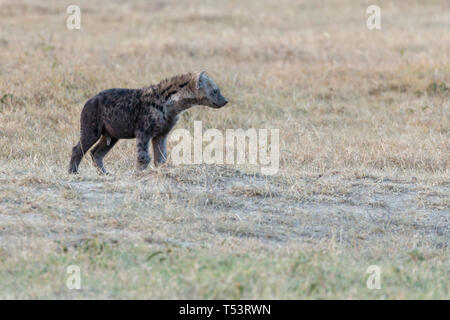 A single adult spotted hyena approaching the den in open grassland, Ol Pejeta Conservancy, Laikipia ,Kenya, Africa Stock Photo