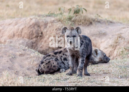 A juvenile spotted hyena standing and looking, with a single adult at the den entrance, Ol Pejeta Conservancy, Laikipia ,Kenya, Africa Stock Photo