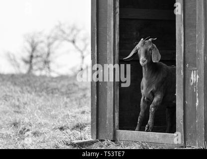 Rocker With A Bay Window Shows A Goat On A White Background Stock Photo,  Picture and Royalty Free Image. Image 116358381.