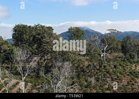 Coffee plantation in the highland at Boquete Panama Stock Photo