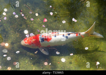 Koi or more specifically nishikigoi, a colored varieties of Amur carp that are kept for decorative purposes in outdoor koi ponds or water gardens. Tra Stock Photo