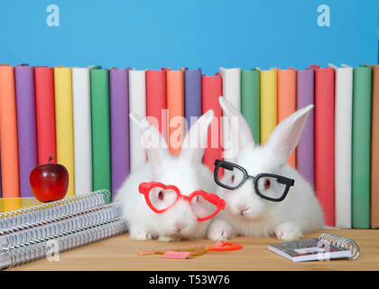 Two adorable white albino baby bunny rabbits wearing geeky glasses sitting at a wood desk with spiral bound notebooks, math supplies and a tiny red ap Stock Photo