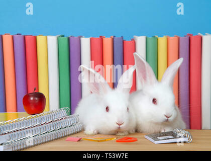 Two adorable white albino baby bunny rabbits sitting at a wood desk with spiral bound notebooks, math supplies and a tiny red apple, colorful story bo Stock Photo