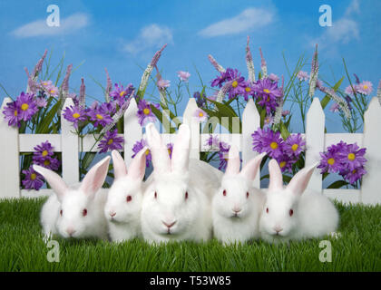 Family of white albino bunny rabbits, mother and four babies resting on green grass in front of white picket fence with purple flowers, blue sky in ba Stock Photo