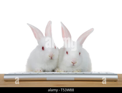 two adorable white albino baby bunny rabbits sitting with paws on computer keyboard on a wood table looking directly at viewer as if looking at comput Stock Photo