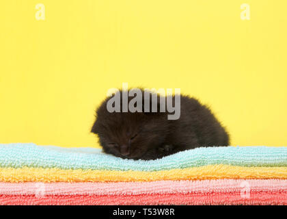 Adorable two week old kitten sleeping on a stack of colorful blankets with yellow background. Stock Photo