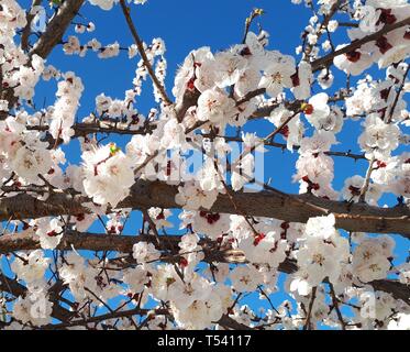 Spring blossoms on branches, clear blue sky background Stock Photo