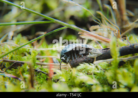 Pill Bug Armadillidium vulgare crawl on moss green background small Stock Photo