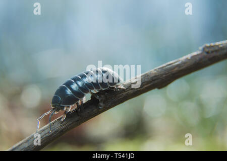 Pill Bug Armadillidium vulgare crawl on branch grey background side view Stock Photo