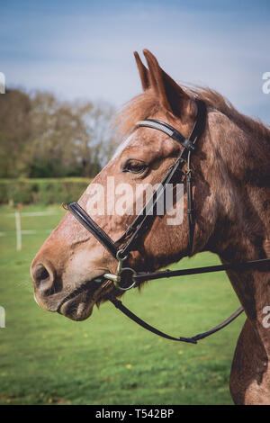 Kent. UK. A Cob X Horse with bridle stands in a field waiting to go out on a hack Stock Photo