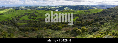 Morning light illuminates the hills surrounding San Francisco Bay. A wet winter has caused lush vegetation growth in the East Bay hills near Oakland. Stock Photo